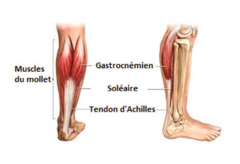 Lésions Musculaire
